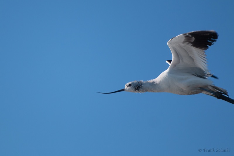 Avocet with long upturned bill and black-and-white wings in flight against a clear blue sky